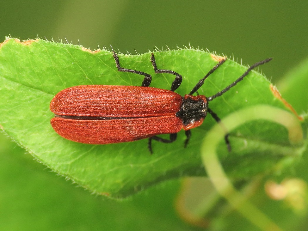 Lygistopterus anorachilus?