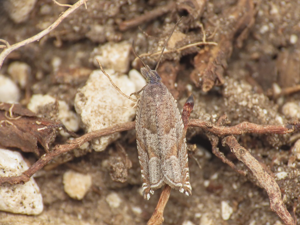 Tortricidae: Ancylis unguicella