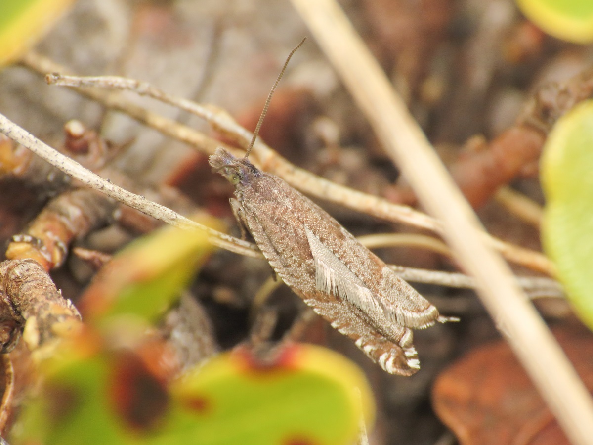 Tortricidae: Ancylis unguicella