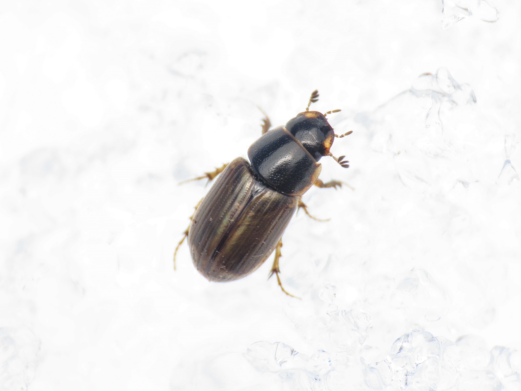 Aphodiidae: Melinopterus consputus