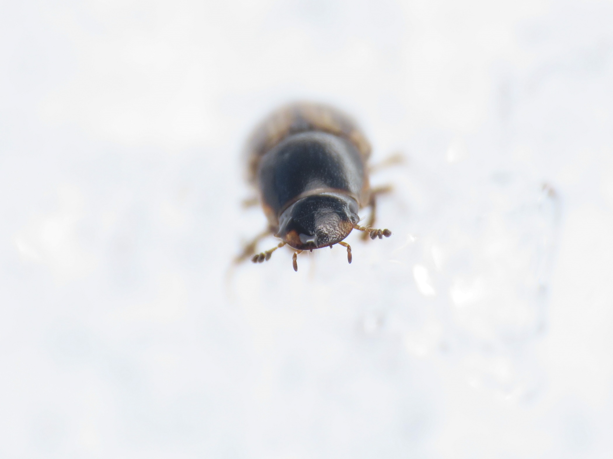 Aphodiidae: Melinopterus consputus