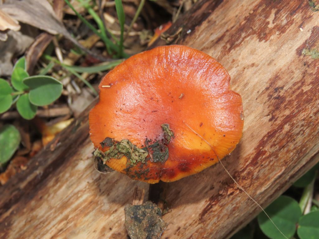 Fungo da identificare
