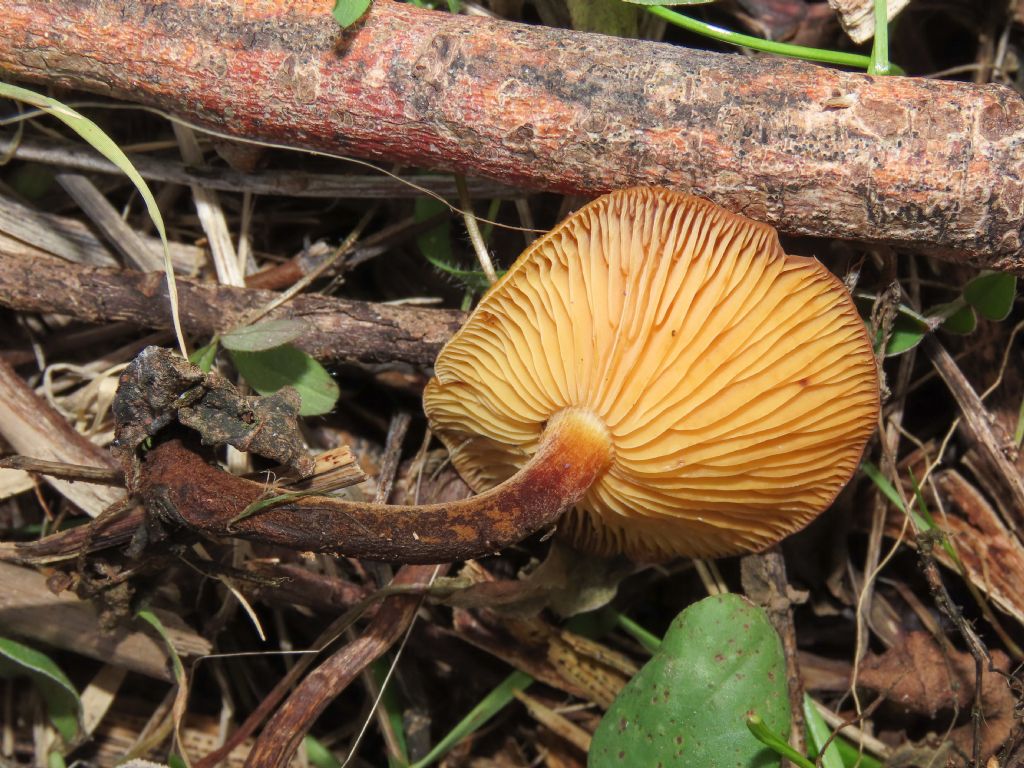 Fungo da identificare