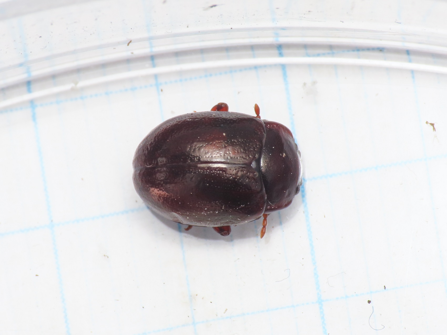 Chrysomelidae: Chrysolina staphylaea