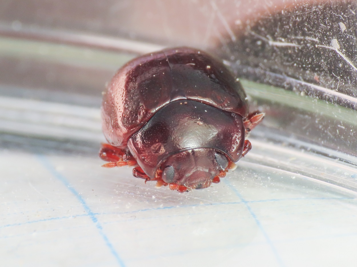 Chrysomelidae: Chrysolina staphylaea