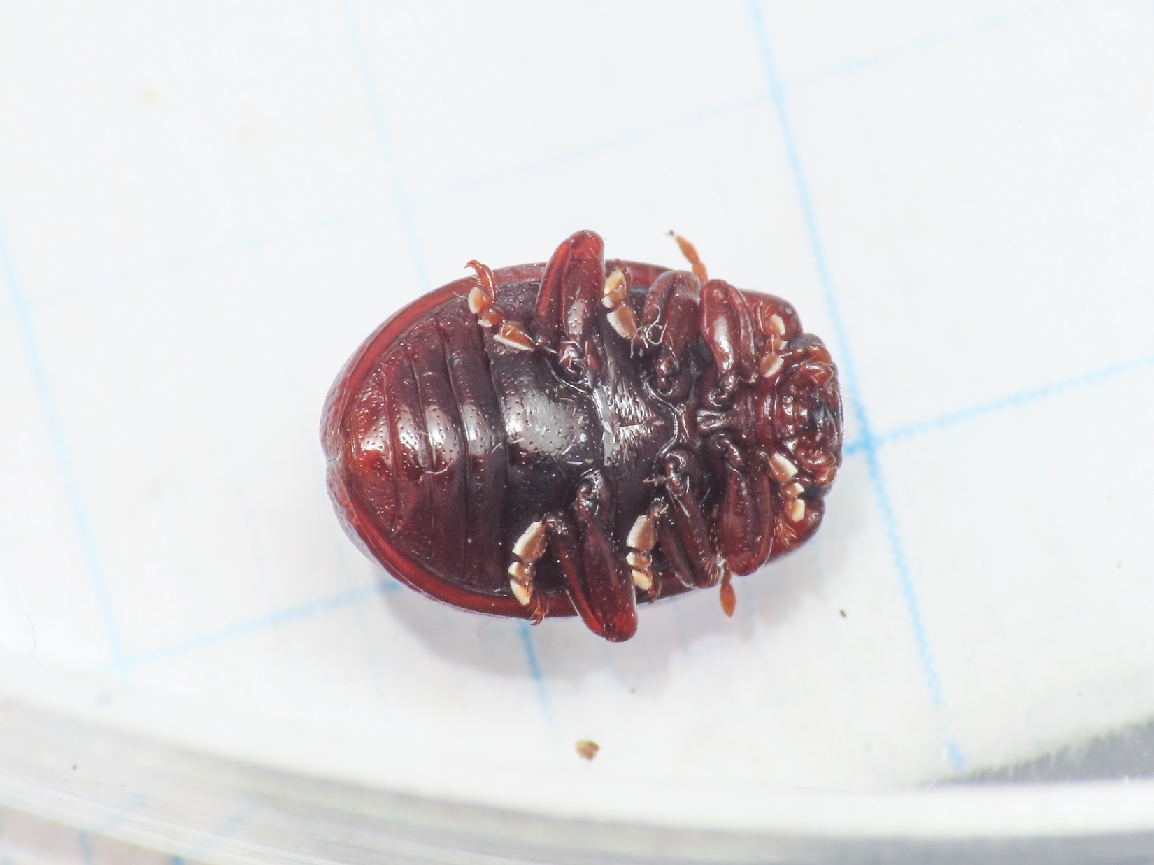 Chrysomelidae: Chrysolina staphylaea