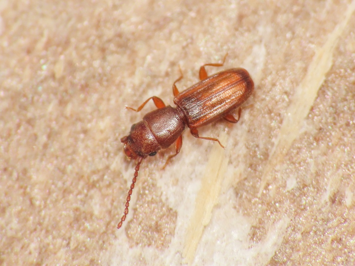 Laemophloeidae: Cryptolestes sp.