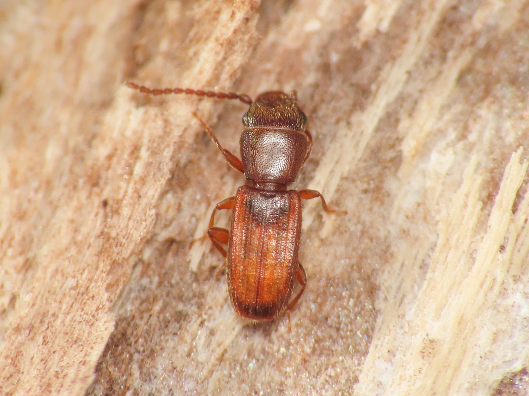 Laemophloeidae: Cryptolestes sp.