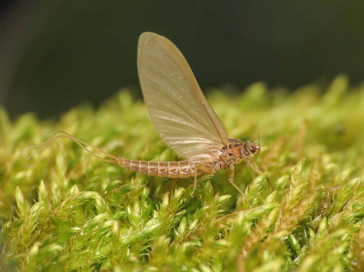 Ephemeroptera da identificare - Baetis rhodani