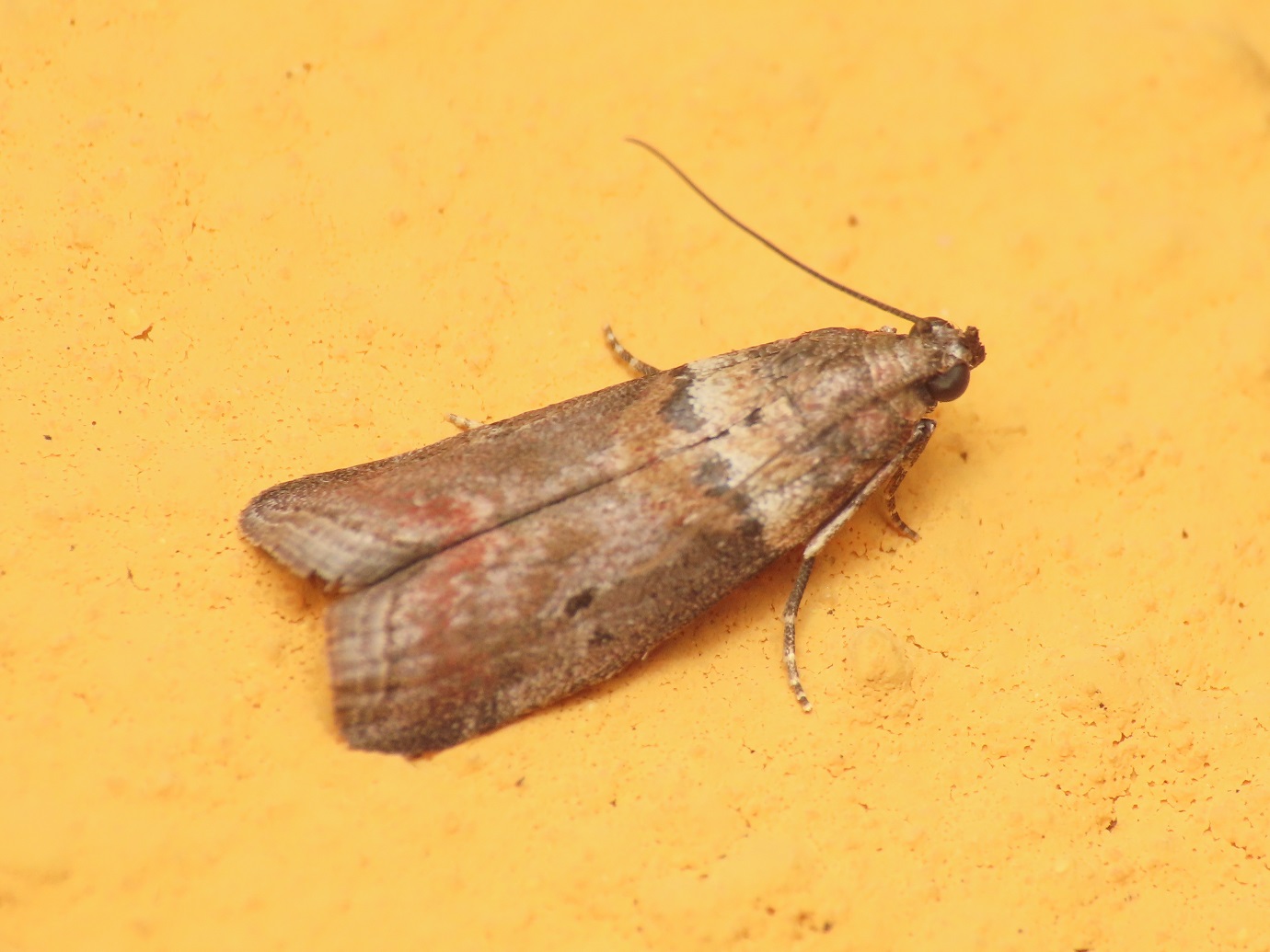 Pyralidae: Acrobasis consociella