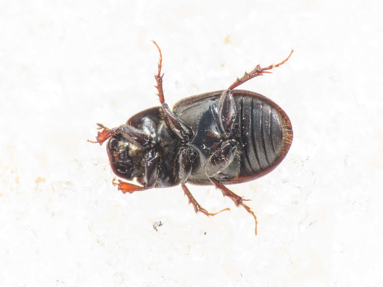 Aphodiidae da identificare