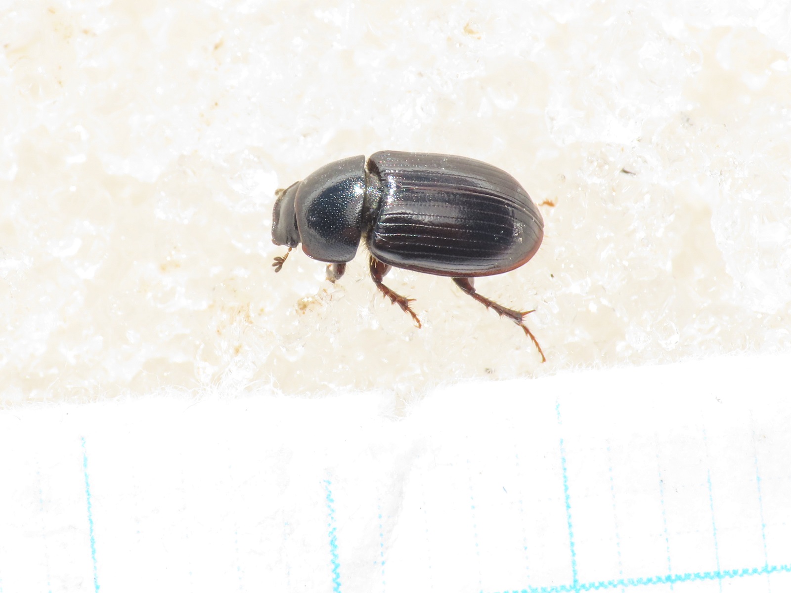 Aphodiidae da identificare