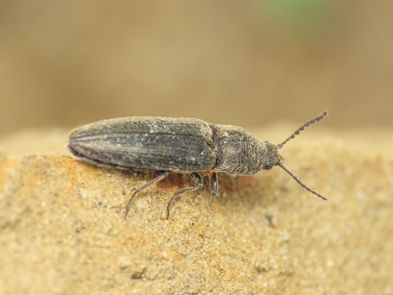 Elateridae: Cidnopus aff. pilosus