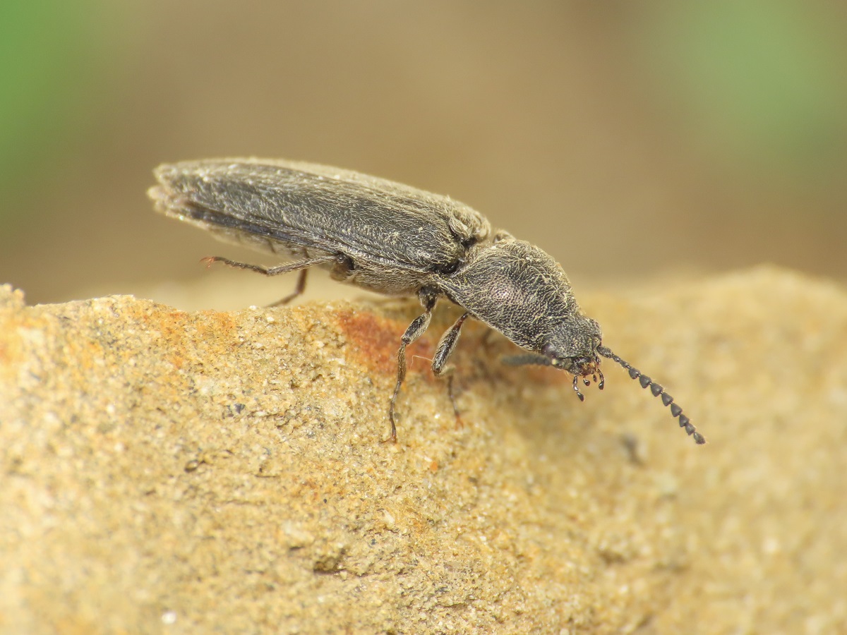 Elateridae: Cidnopus aff. pilosus