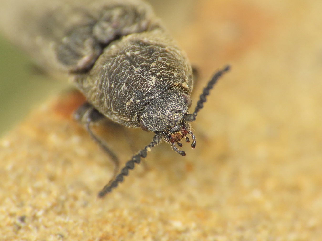 Elateridae: Cidnopus aff. pilosus