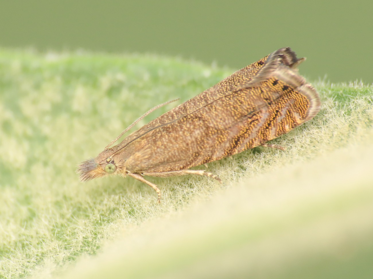 Tortricidae: Dichrorampha sp.