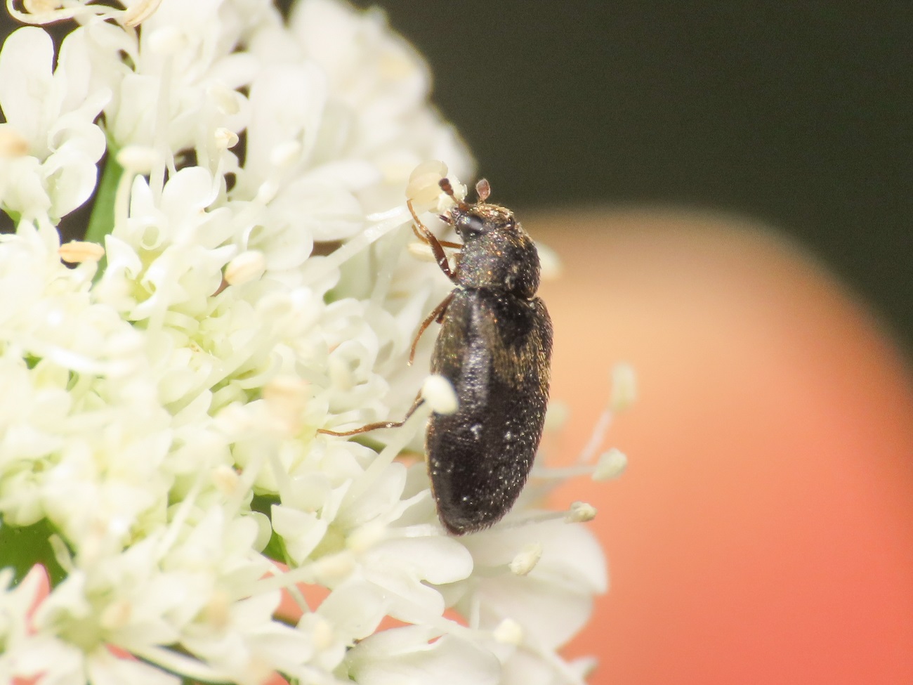 Dermestidae? da identificare