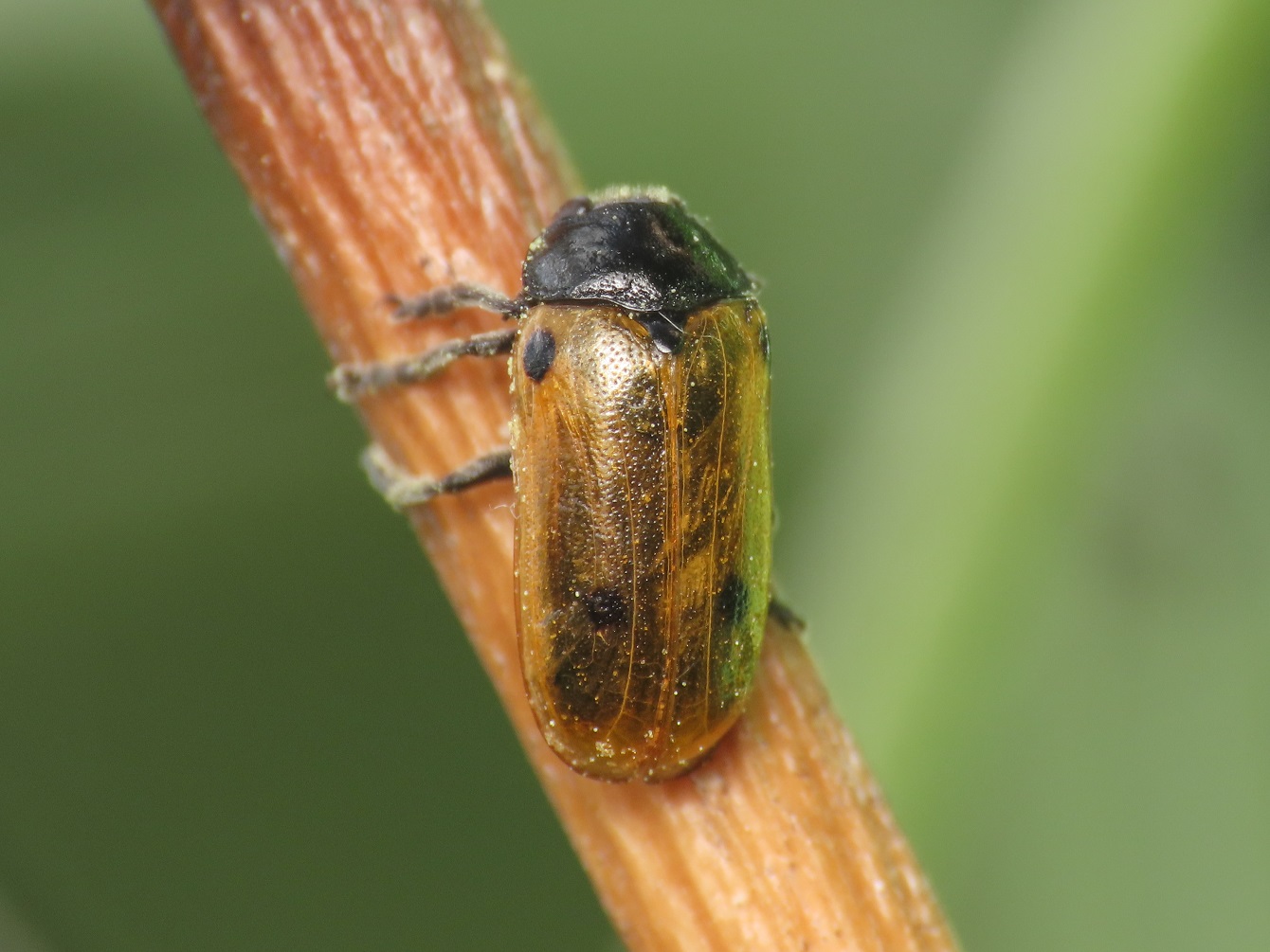 Chrysomelidae: Clytra aff. appendicina