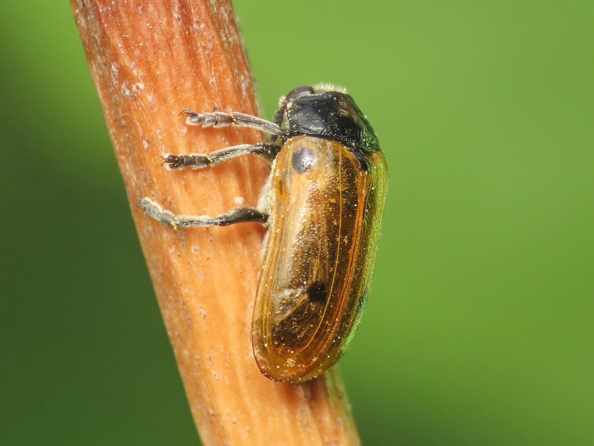 Chrysomelidae: Clytra aff. appendicina