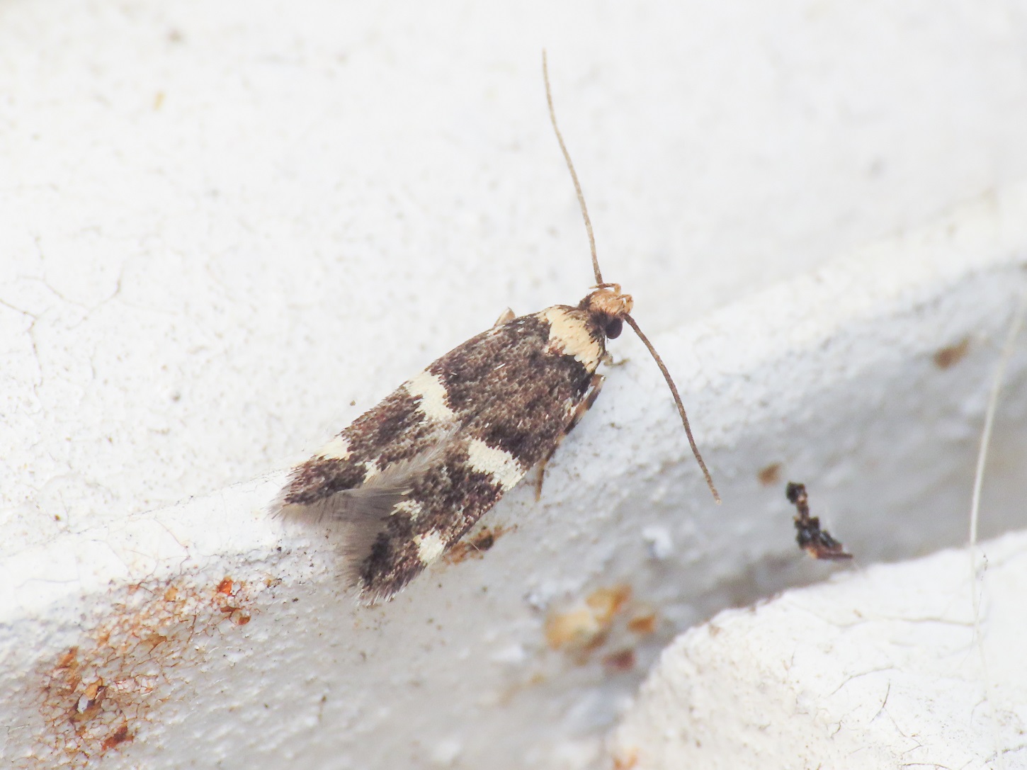 Gelechiidae? No, Autostichidae: Oegoconia cfr. deauratella