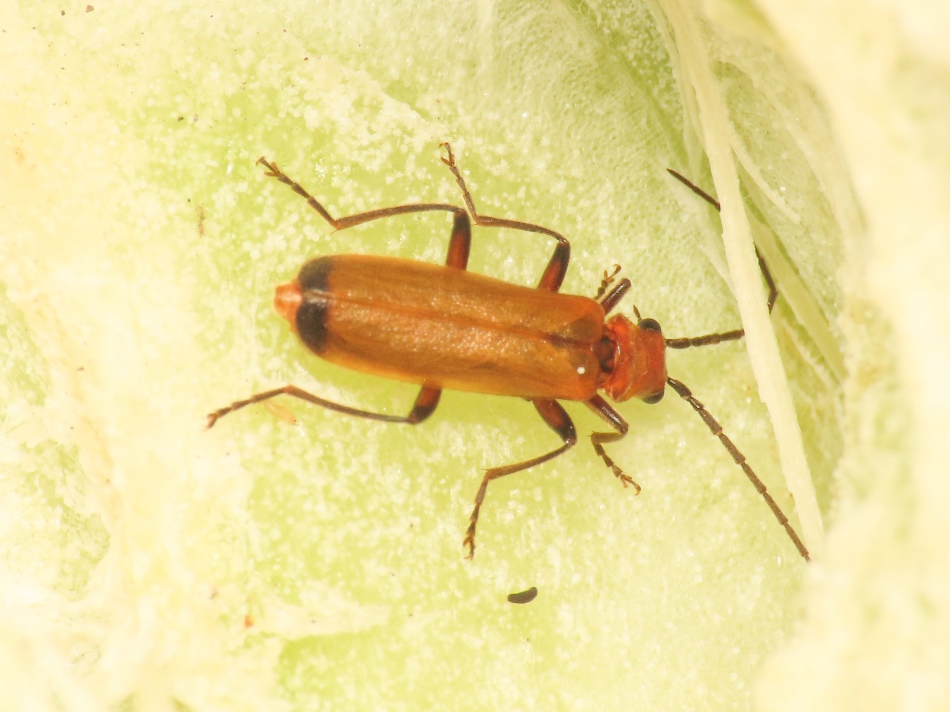 Rhagonycha?  S Rhagonycha chlorotica