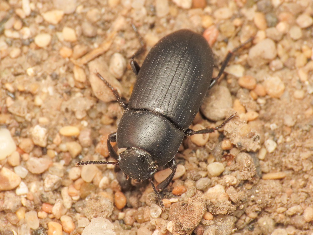Tenebrionidae: Opatroides punctulatus