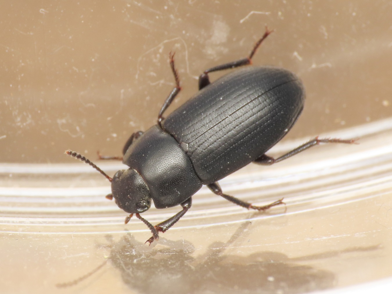 Tenebrionidae: Opatroides punctulatus