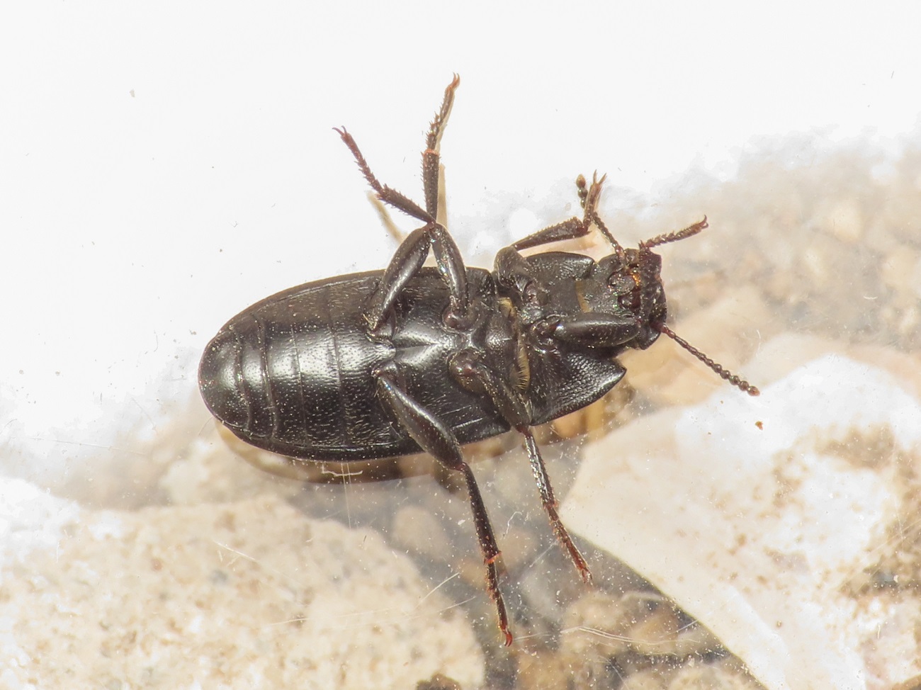 Tenebrionidae: Opatroides punctulatus