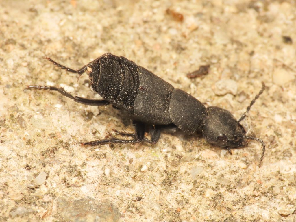 Ocypus olens