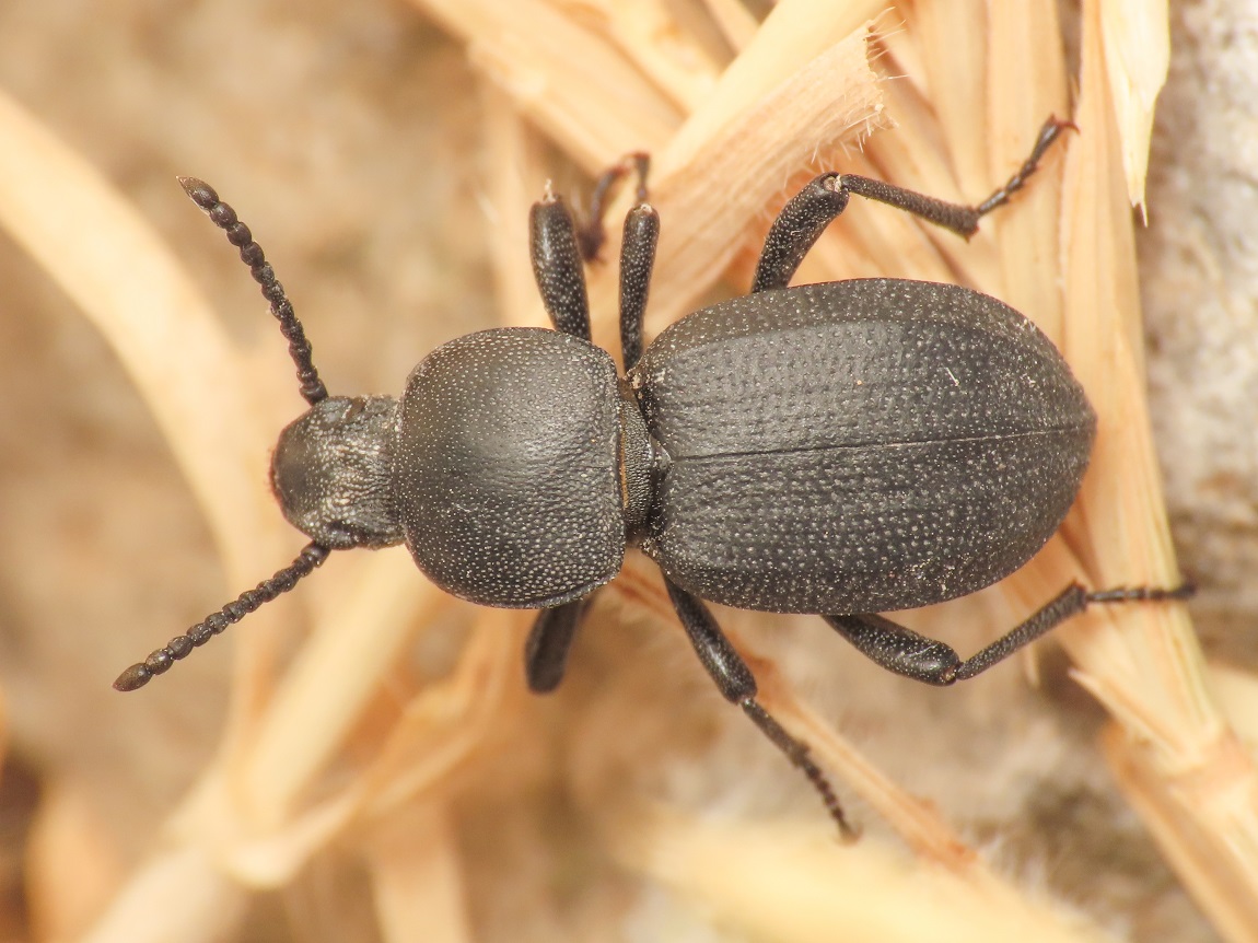 Tenebrionidae da identificare