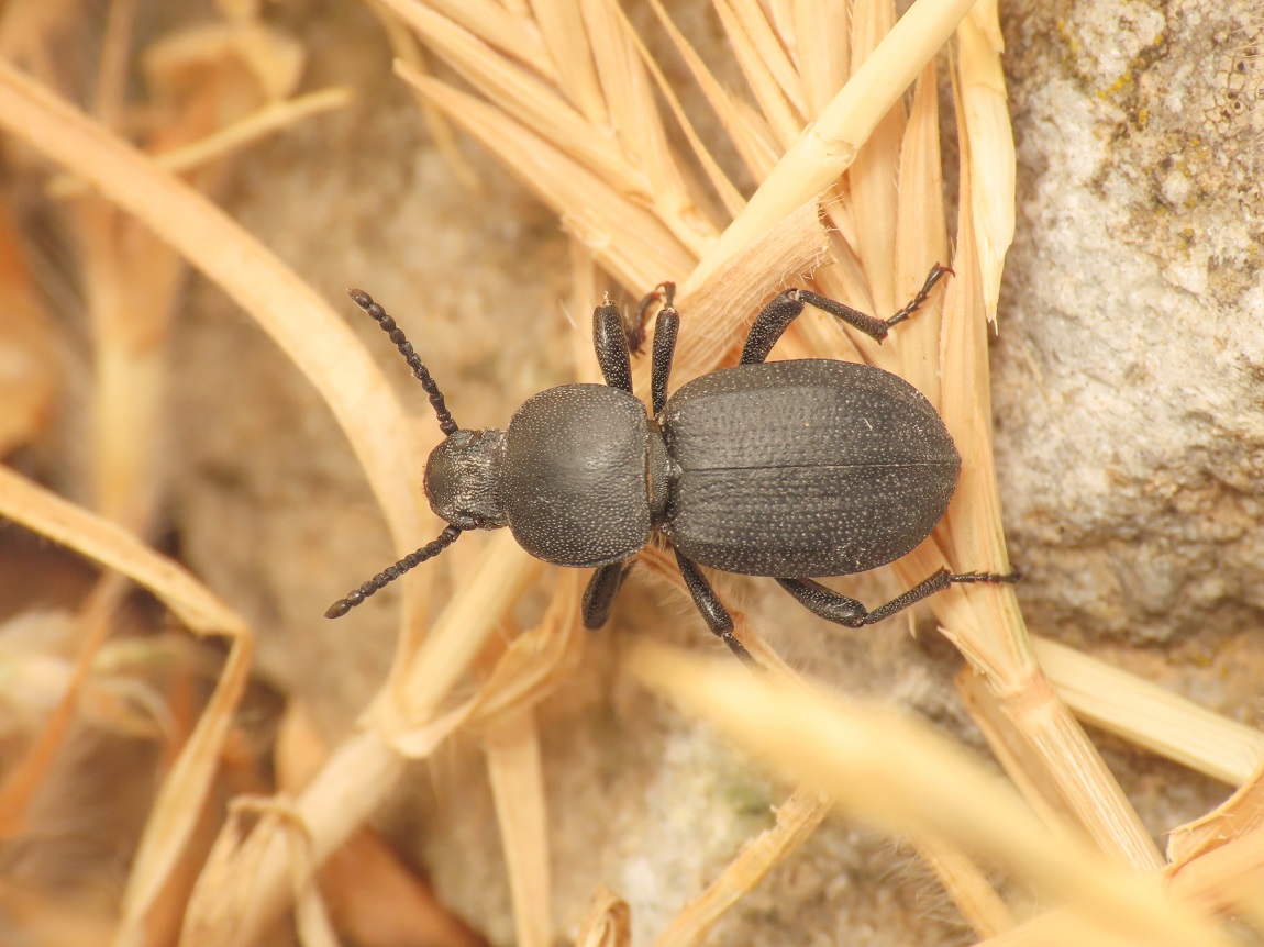 Tenebrionidae da identificare