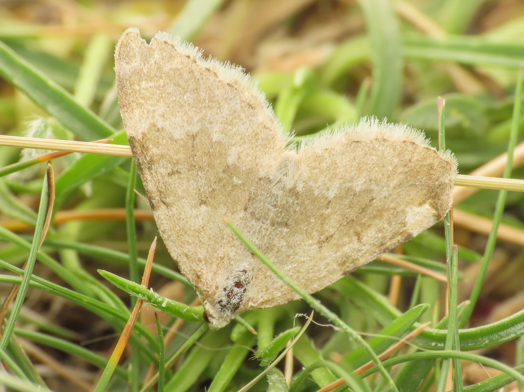 Geometridae: Xanthorhoe sp.