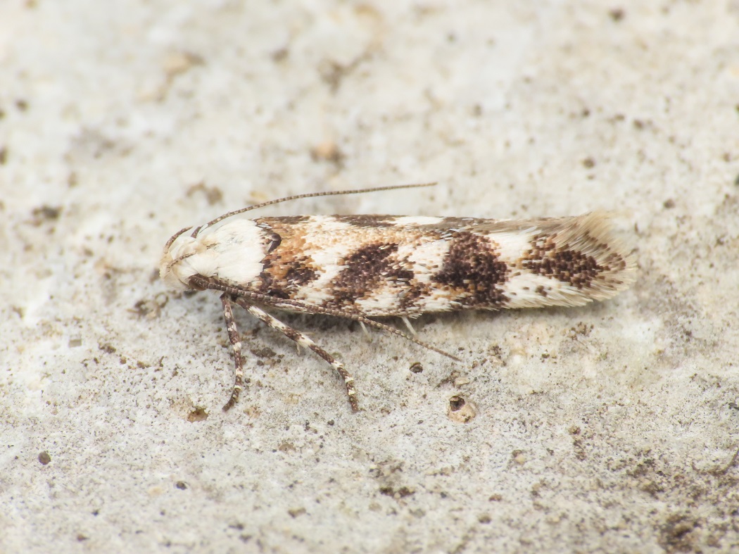 Gelechiidae: Caryocolum sp.