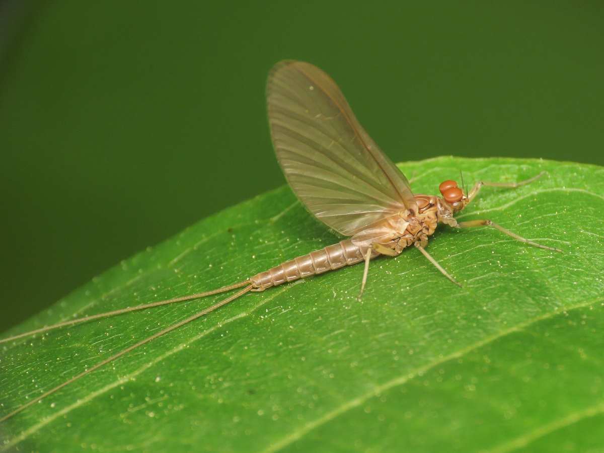 Baetidae? S,  Baetis cfr. rhodani