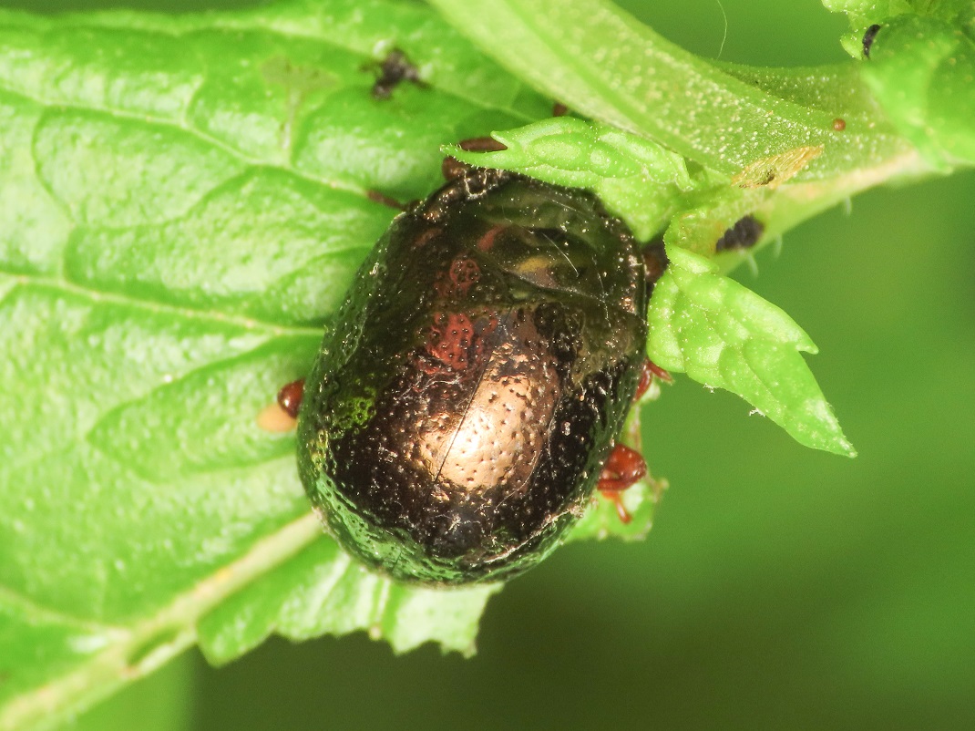 Chrysolina bankii? S.