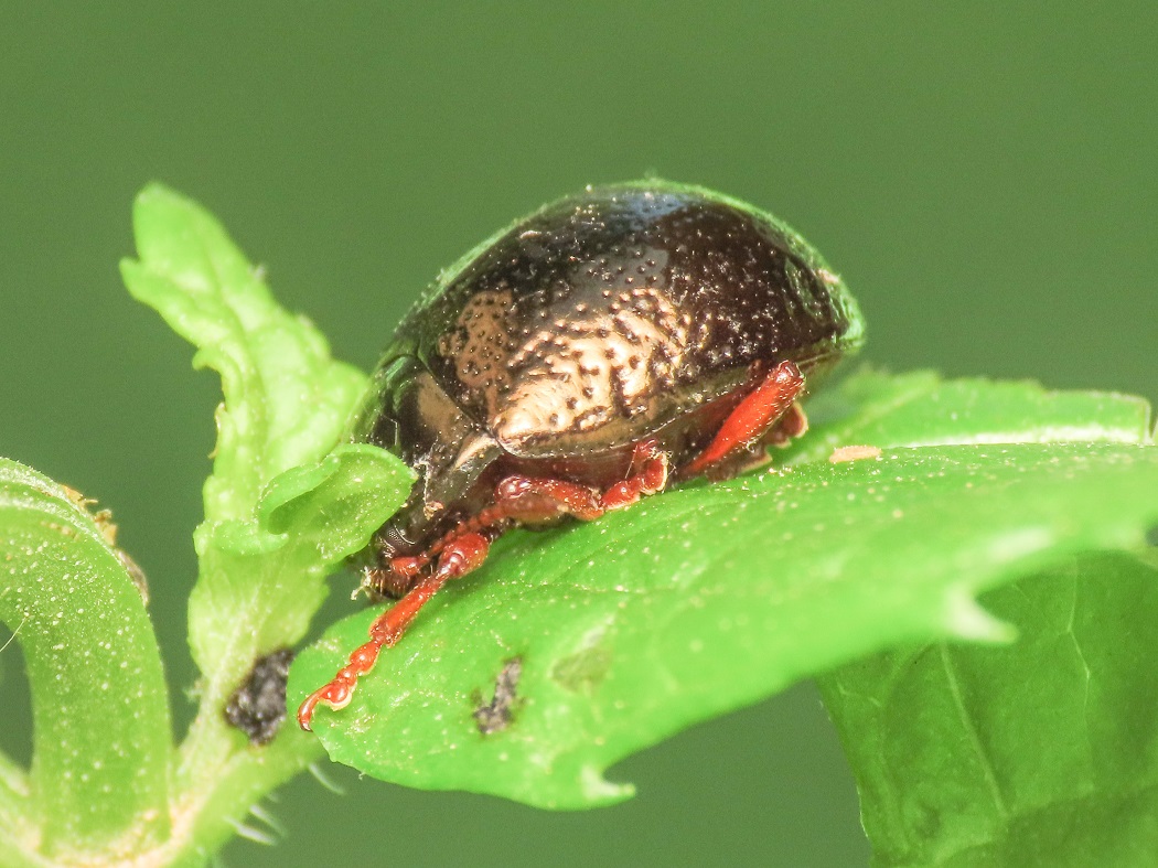 Chrysolina bankii? S.