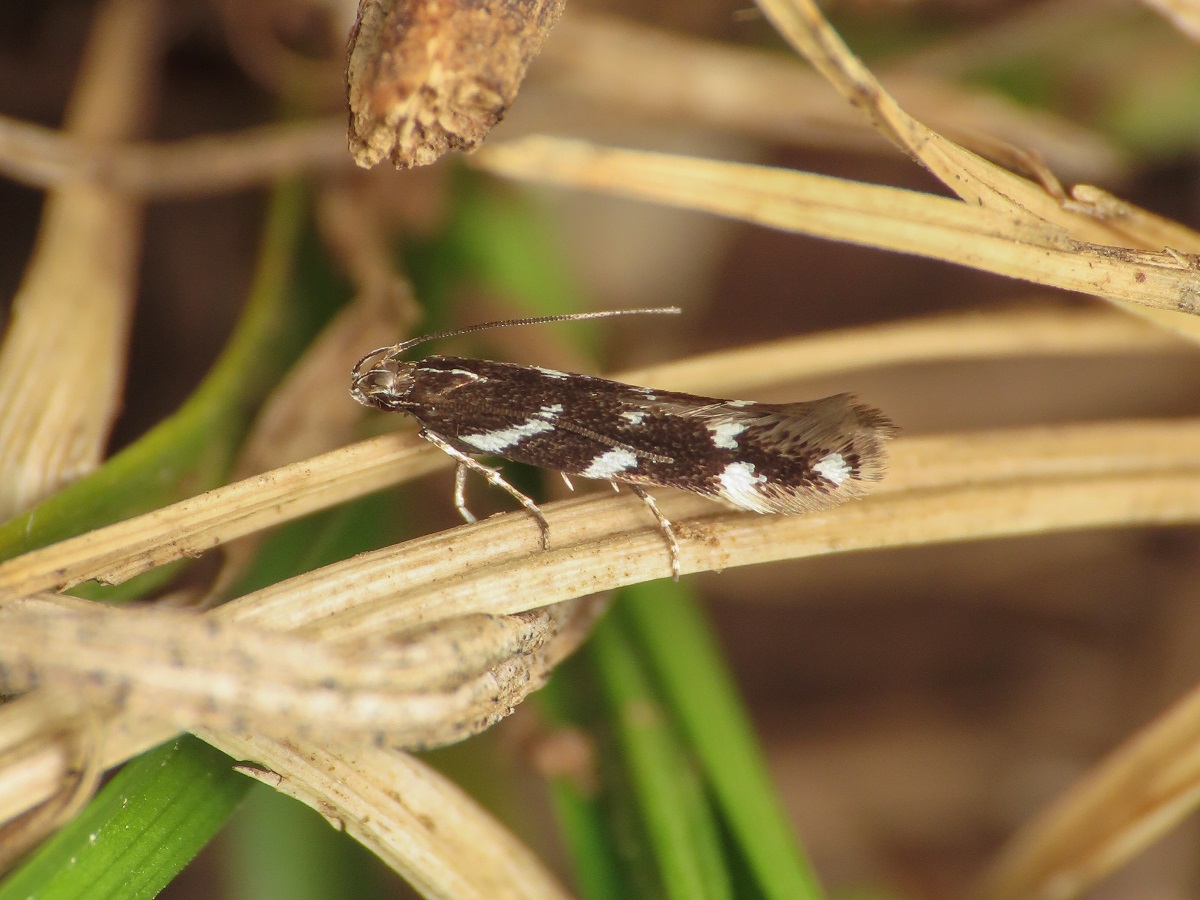 Eteobalea albiapicella - Cosmopterigidae