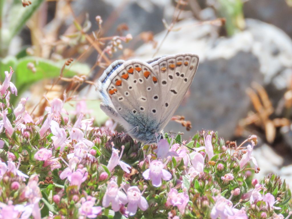 Lycaenidae: Polyommatus icarus