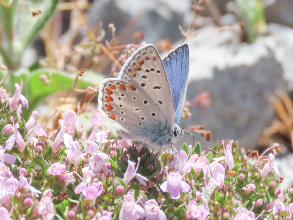 Lycaenidae: Polyommatus icarus