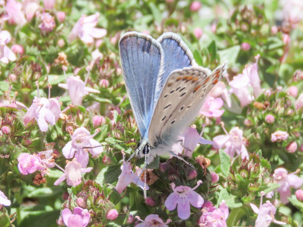 Lycaenidae: Polyommatus icarus