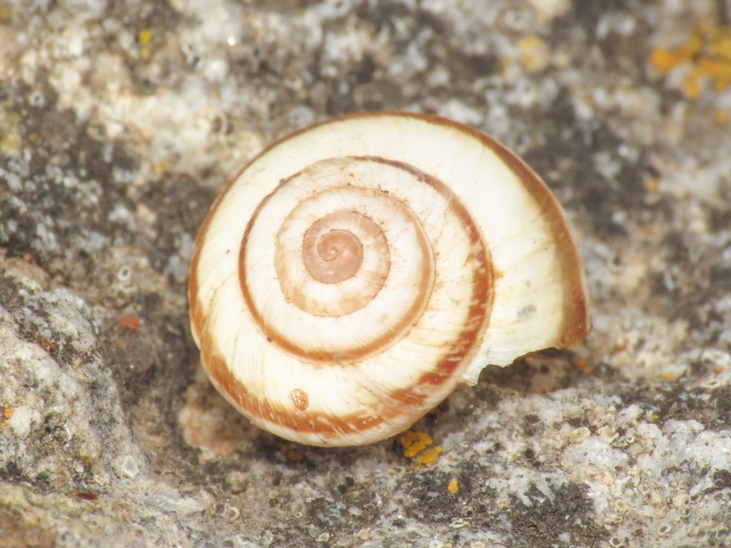 Gasteropode da identificare