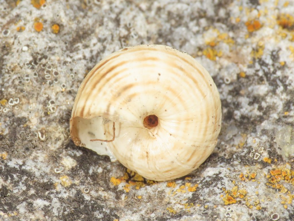 Gasteropode da identificare