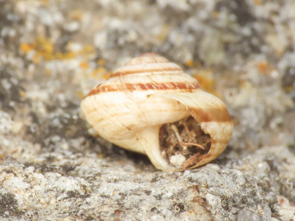 Gasteropode da identificare