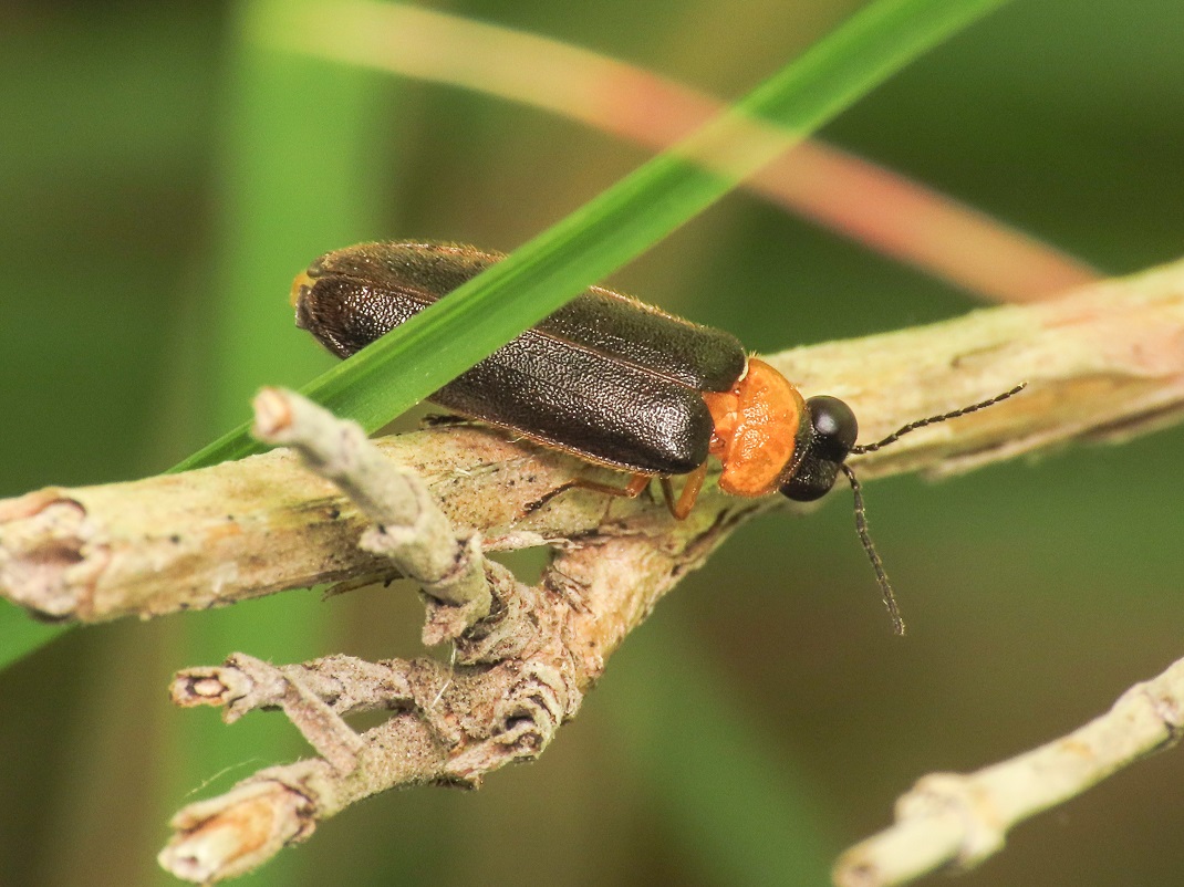 Lampyridae: Luciola pedemontana, maschio (ex Luciola lusitanica)