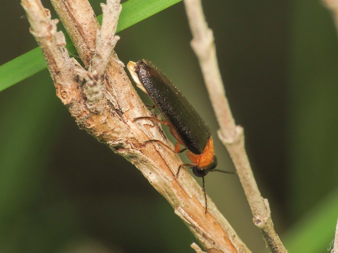 Lampyridae: Luciola pedemontana, maschio (ex Luciola lusitanica)