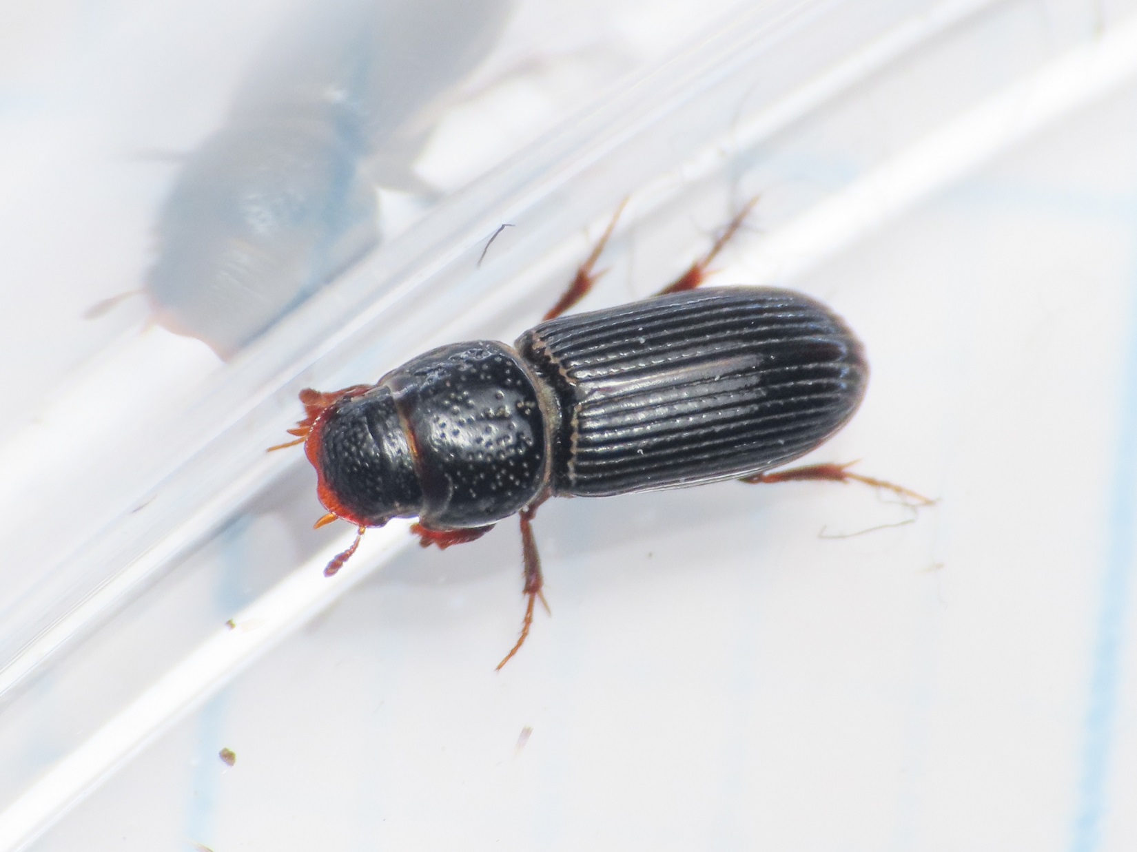 Aphodiidae: P. caesus