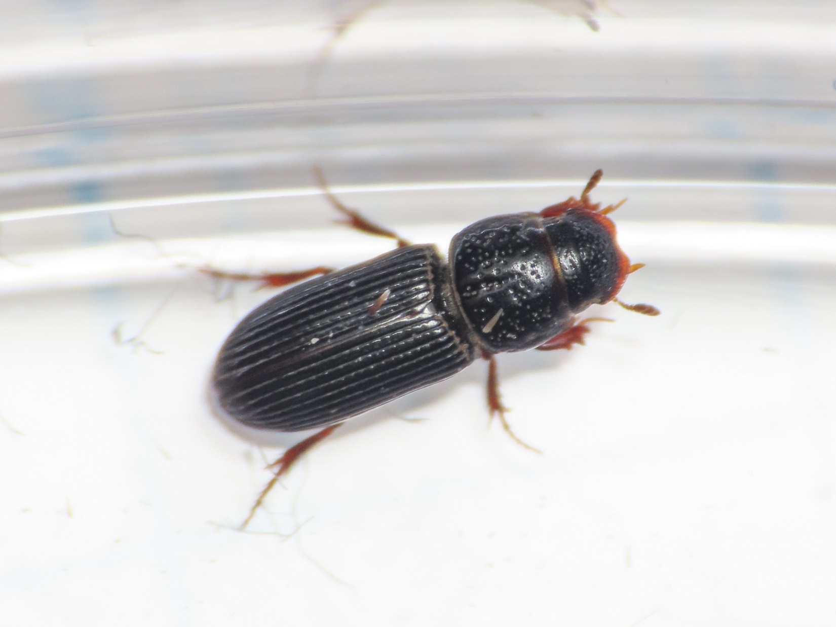 Aphodiidae: P. caesus