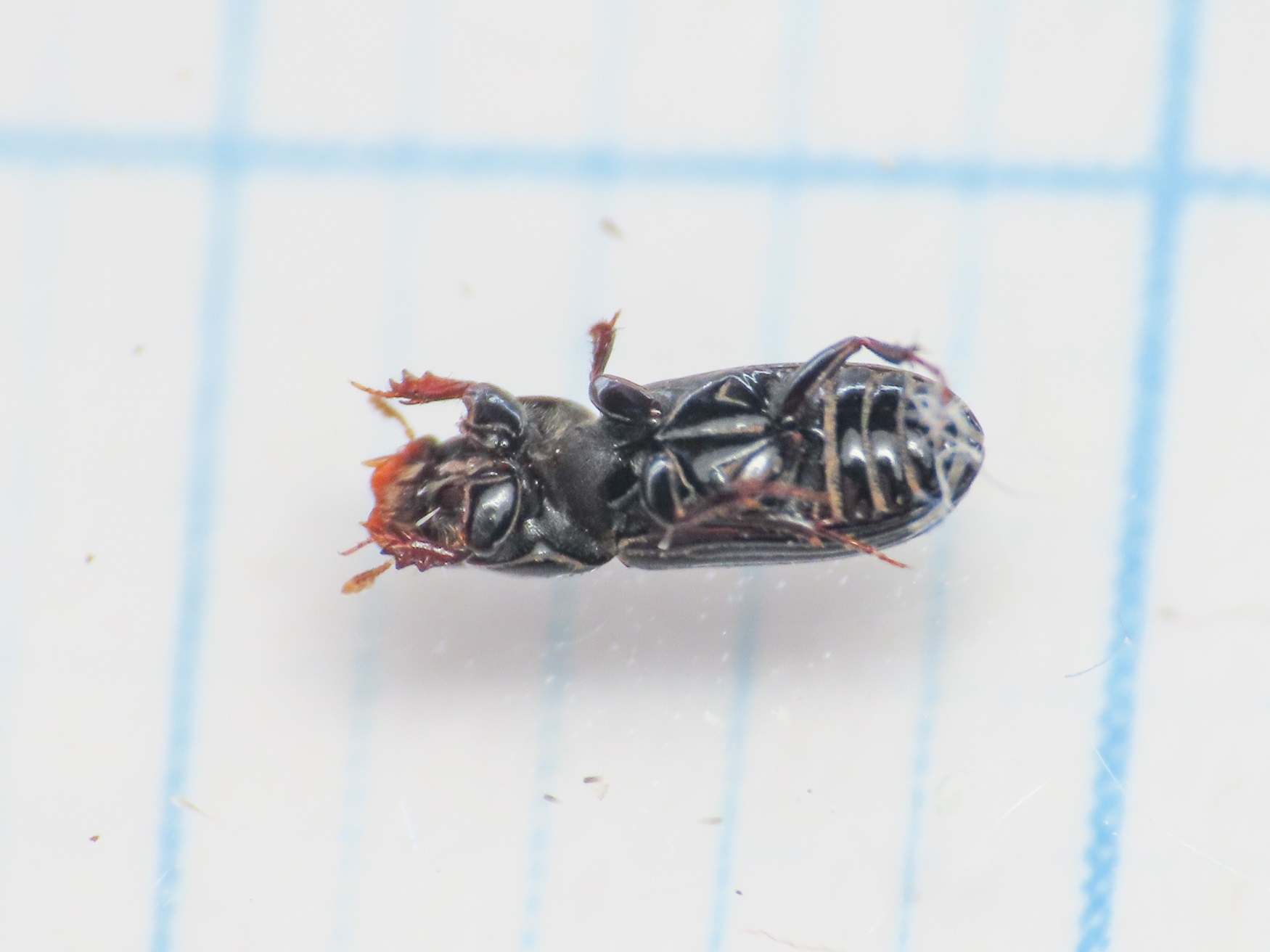 Aphodiidae: P. caesus