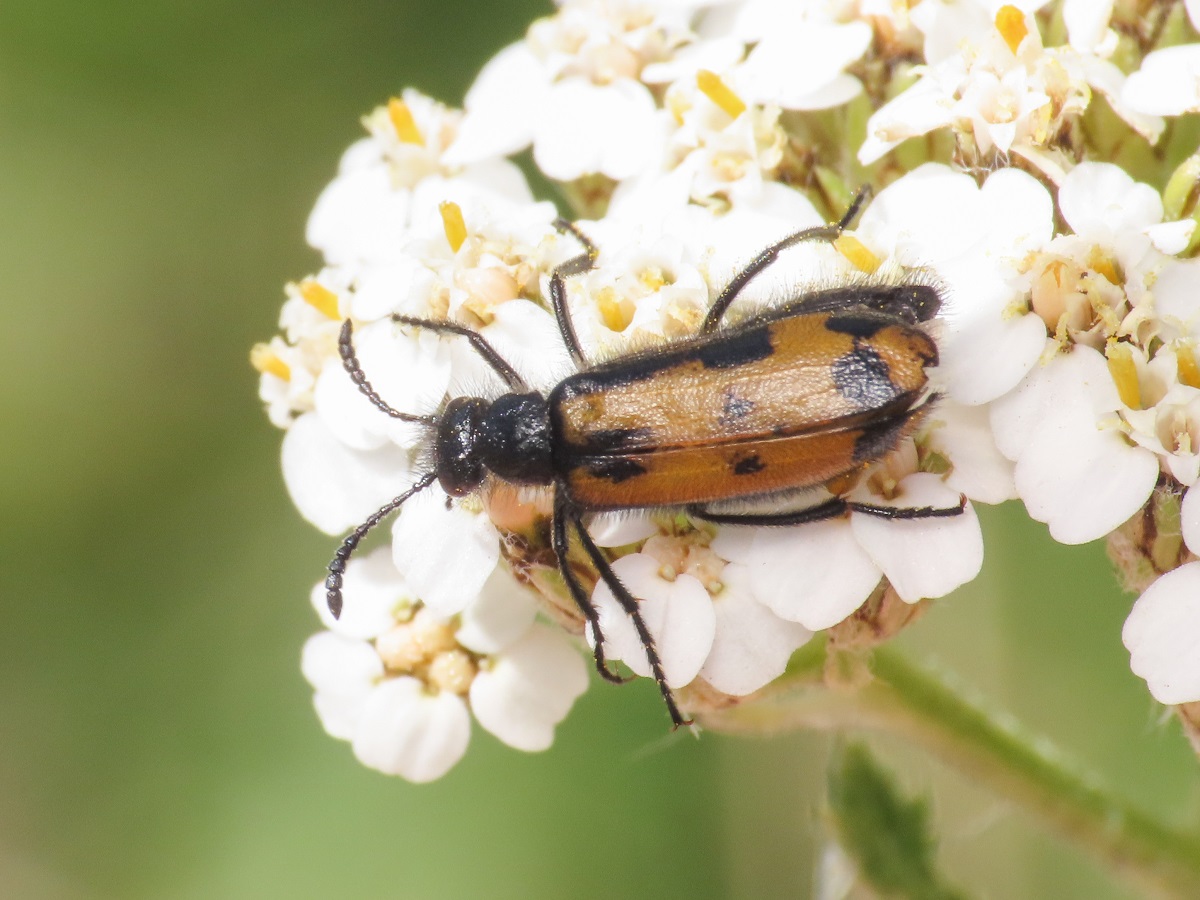 Meloidae: Mylabris (Micrabris) flexuosa