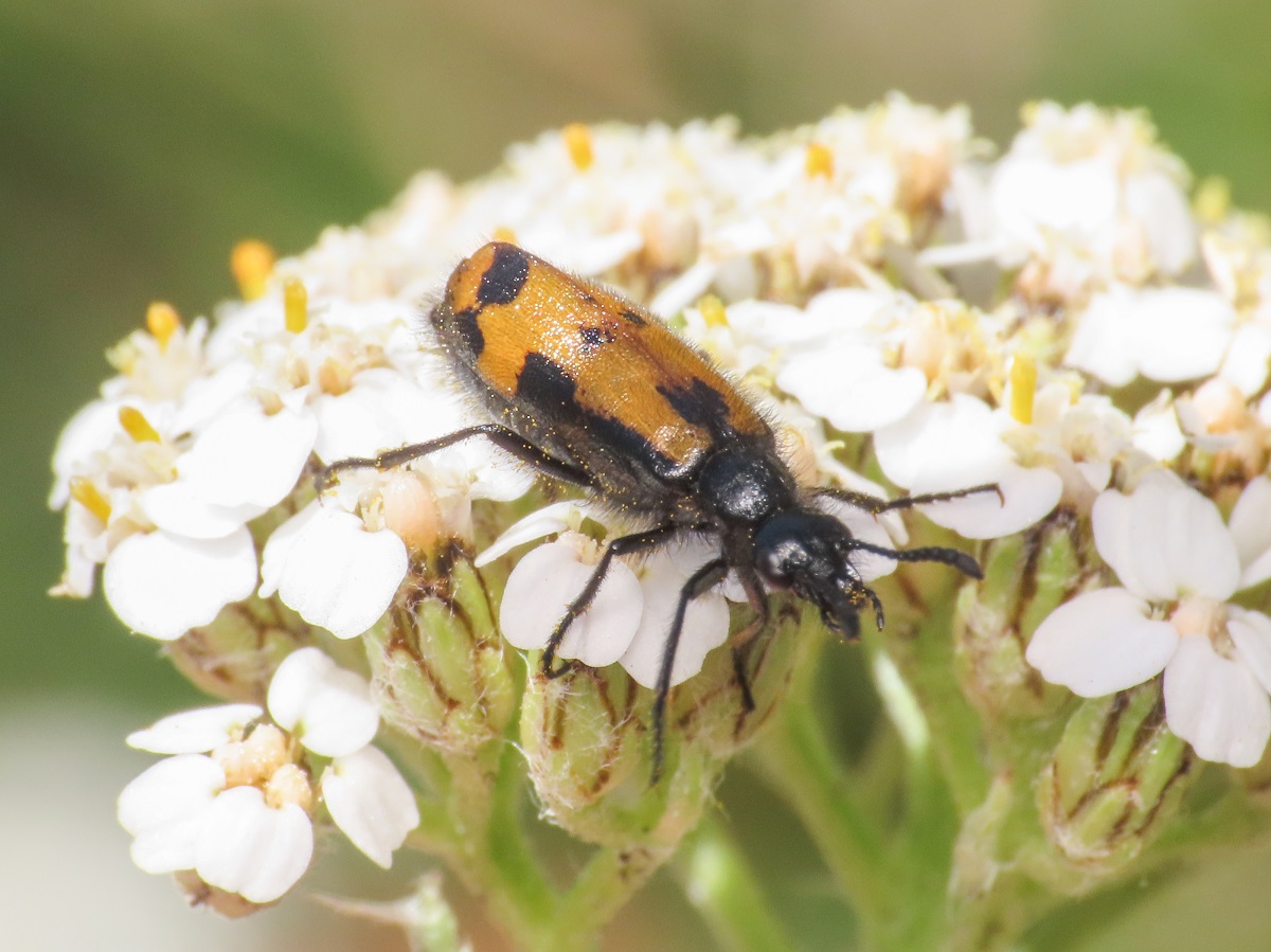 Meloidae: Mylabris (Micrabris) flexuosa